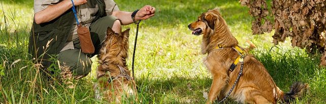 Die Hundeschule Hamburg bietet Gruppenkurse für Hunde unterschiedlicher Altersgruppen an.