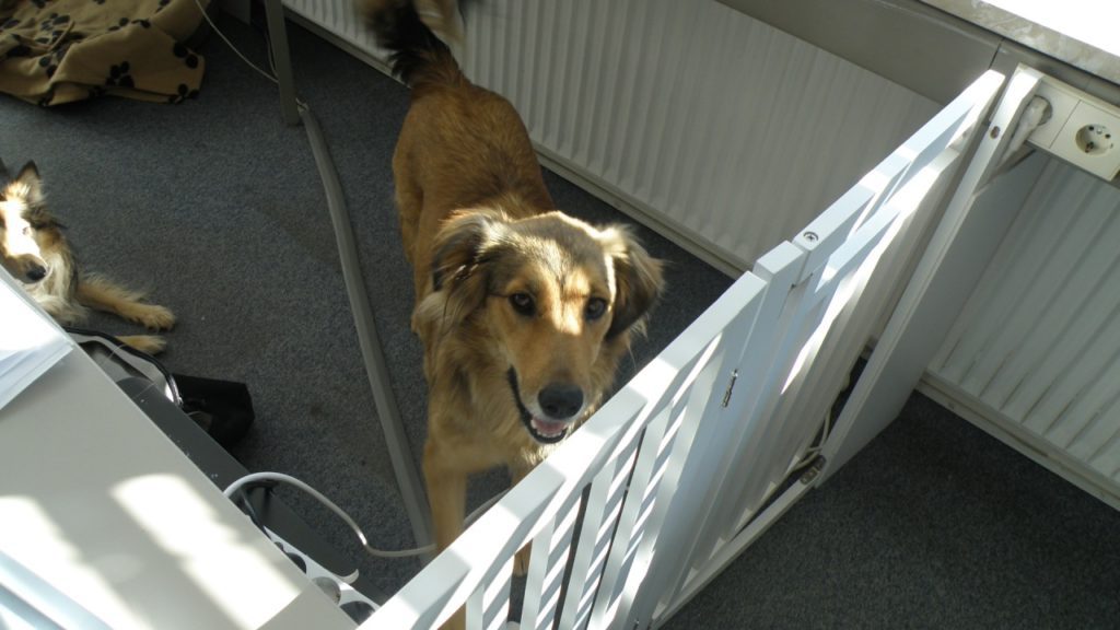 Das Hundetraining Aumühle hilft dabei, unerwünschtes Verhalten bei Hunden zu korrigieren.