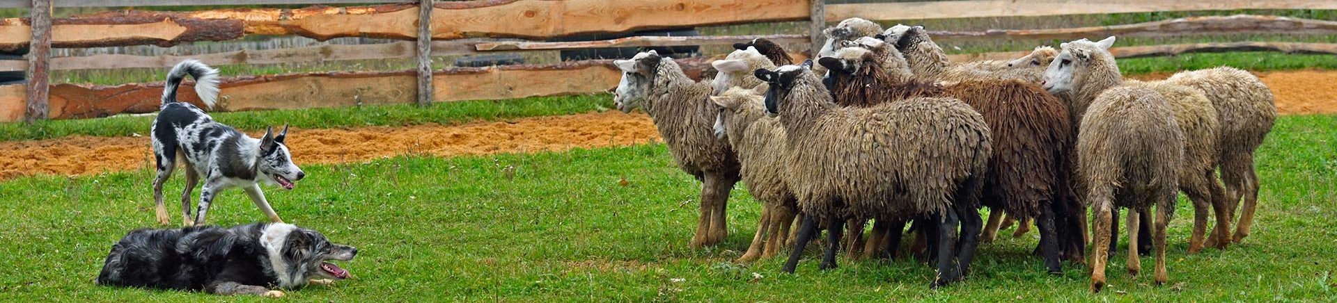 Wenn Sie nach Hundetraining in Hamburg suchen, sollten Sie die Hundeschule Reinbek in Betracht ziehen.
