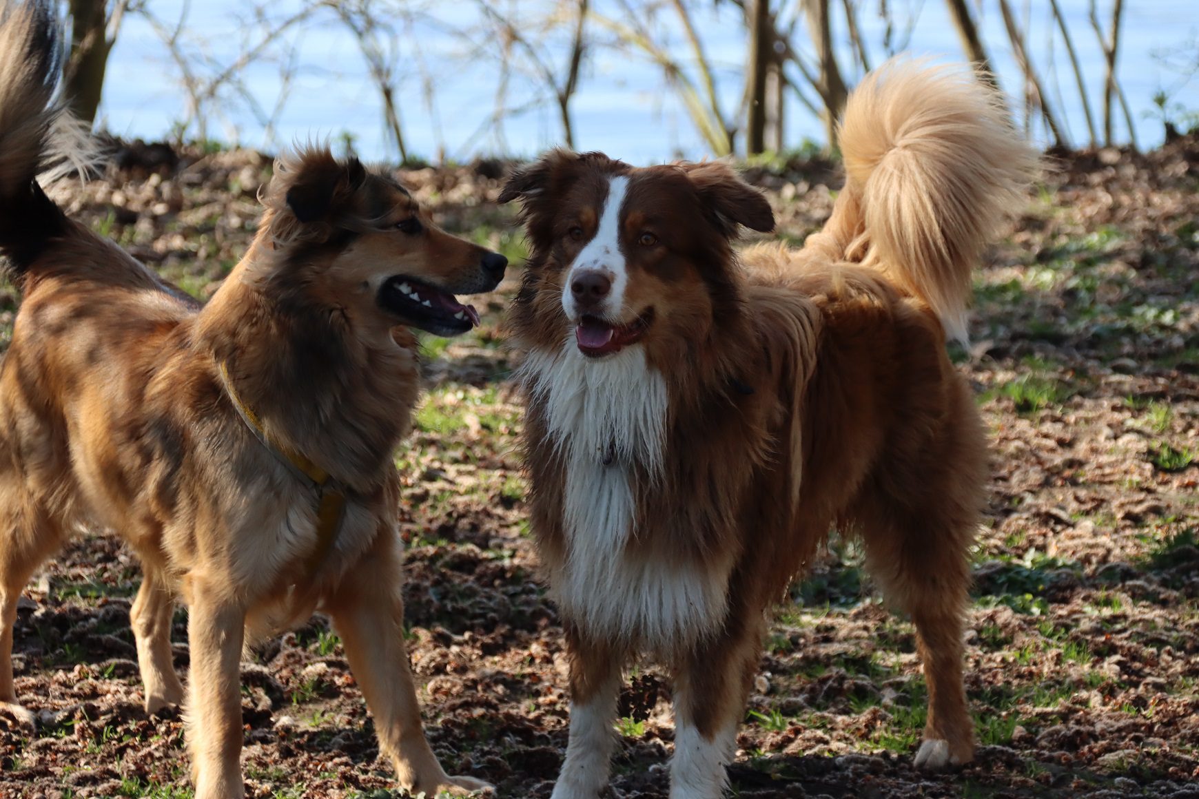 Das Hundetraining Reinbek bietet Kurse für Anfänger und Fortgeschrittene an.