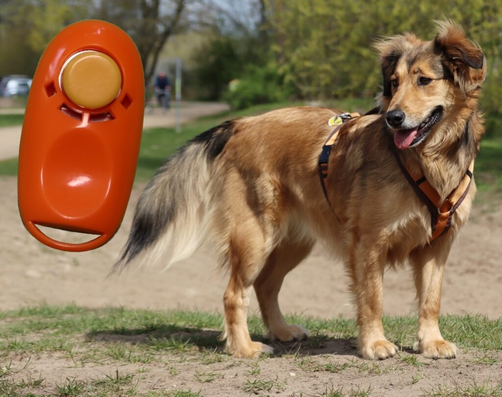 Das Hundetraining Bergedorf ist bekannt für seine positiven Trainingsmethoden.