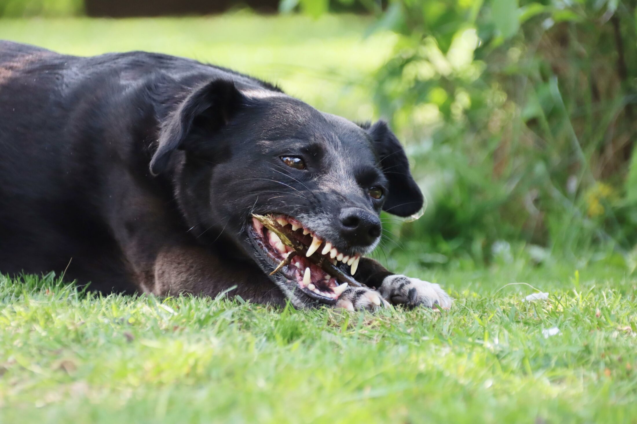 Die Hundeschule Bergedorf vermittelt wichtige Gehorsamskommandos für Ihren Hund.