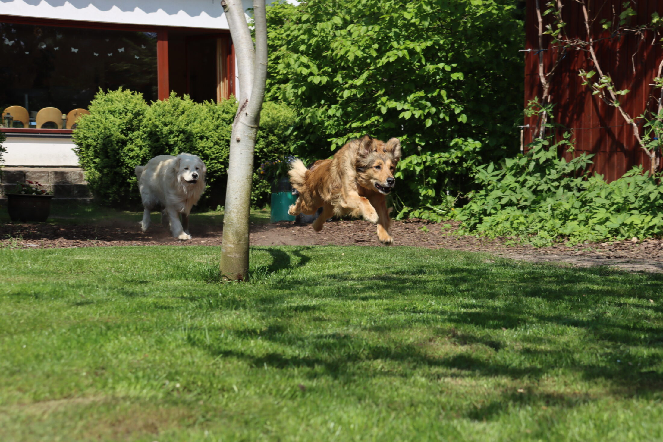Das Hundetraining Aumühle hilft dabei, unerwünschtes Verhalten bei Hunden zu korrigieren