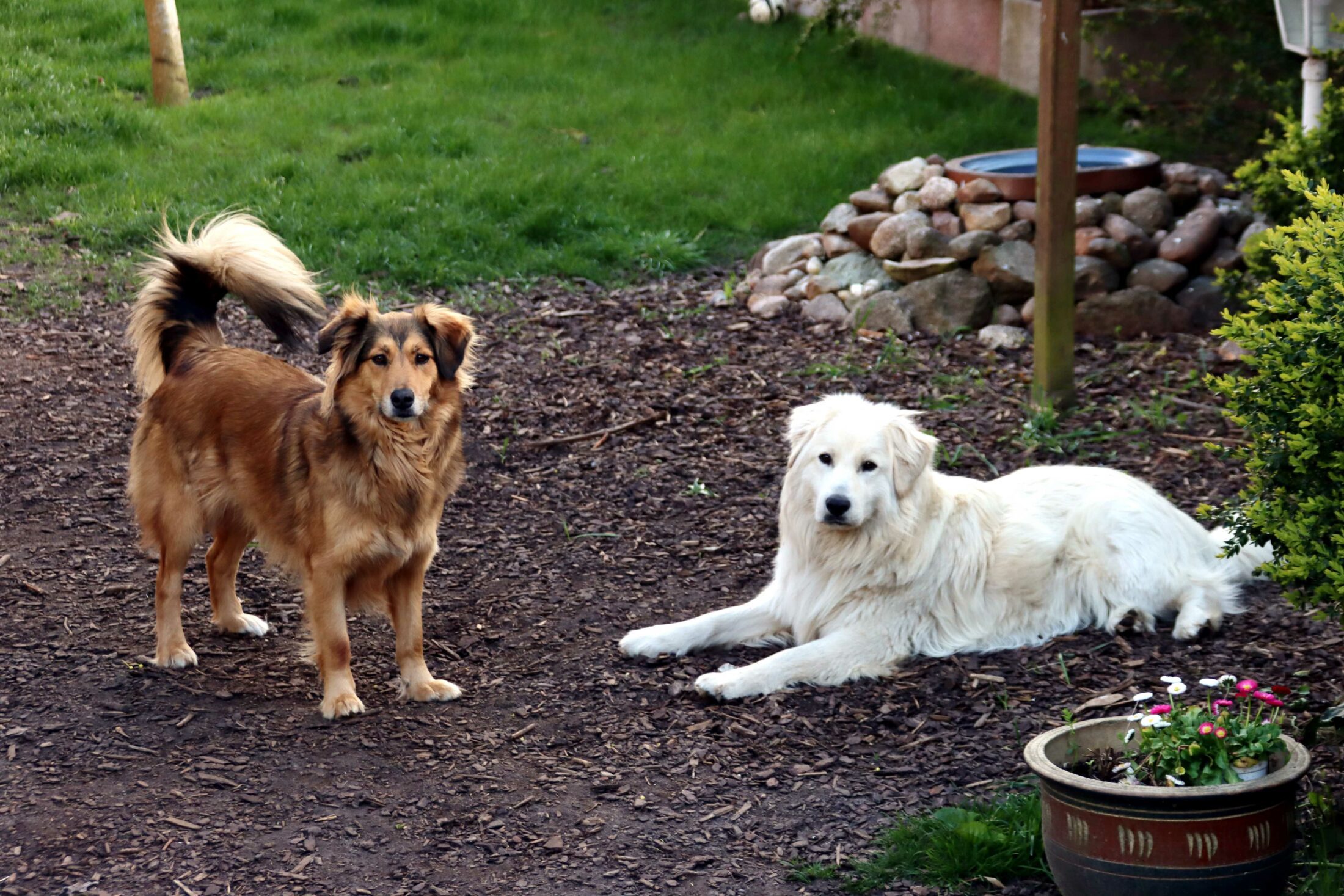 Die Hundeschule Aumühle hat erfahrene Hundetrainer im Team.