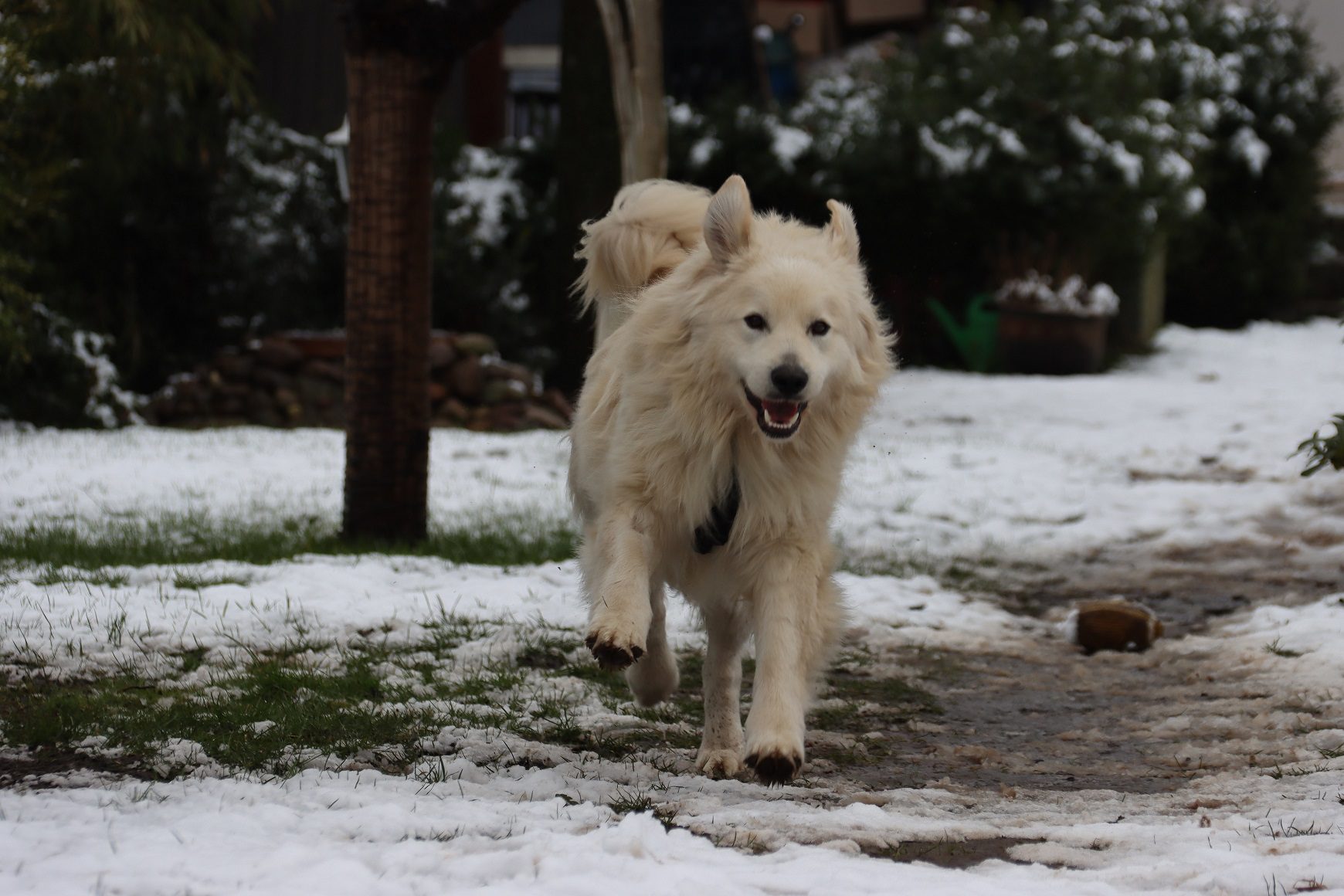 Das Hundetraining Hamburg beinhaltet auch Agility und andere spannende Aktivitäten.